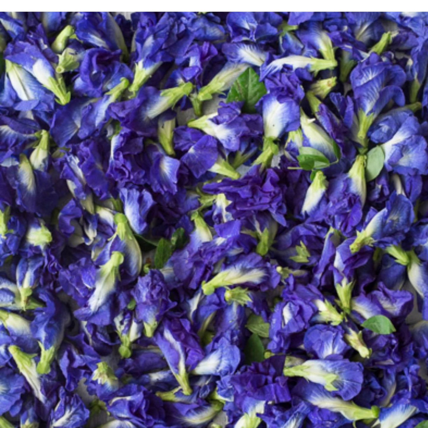 Organic Butterfly Pea - 4 oz